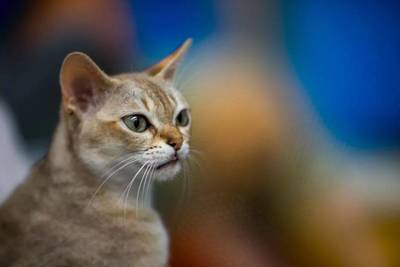 小猫英文名