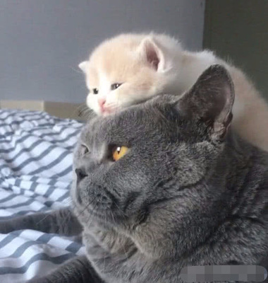 猫咪怀孕一个月