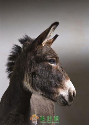 驴用英语怎么说donkey