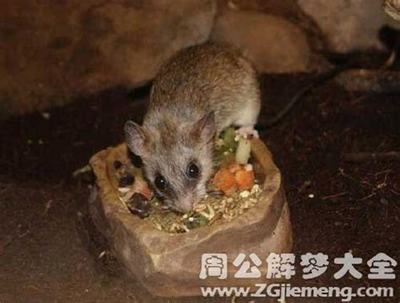 周公解梦孕妇梦见老鼠
