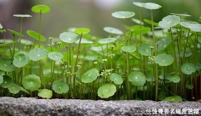 有草有水的寓意好的字