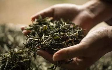 茶叶中毒