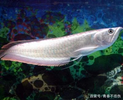 详细阅读:The Majestic <strong><mark>arowana</mark></strong> in Lumbini: A Guide to the Exotic Fish Species in the Sacred Birthplace of Buddha The Majestic <strong><mark>arowana</mark></strong> in Lumbini: A Guide to the Exotic Fish Species in the Sacred Birthplace of Buddha
