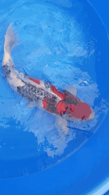 3d鱼池动态屏保