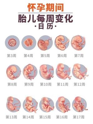 胎儿发育过程