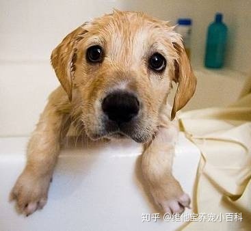 幼犬几个月可以洗澡