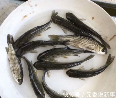 粗鳞鱼的做法大全家常