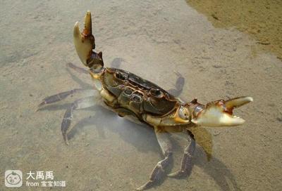螃蟹宝宝