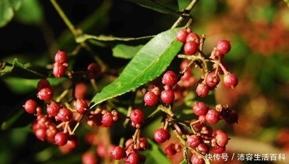 花椒树的寓意
