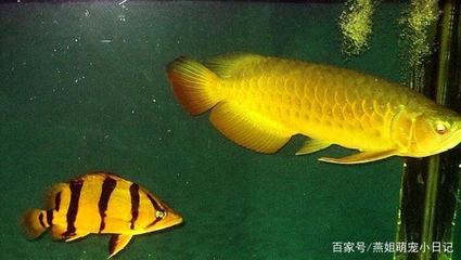 泰国虎鱼和什么鱼混养好看一点的鱼缸：泰国虎鱼可以与多种鱼类混养