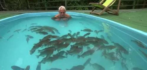 养食人鱼风水大忌