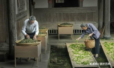白茶的制作工艺