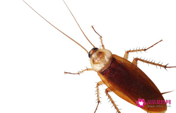 蟑螂怕灯光吗