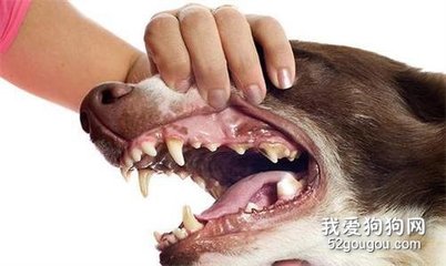 清理狗狗牙结石要多少钱