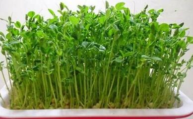 室内种植什么赚钱