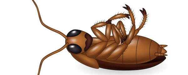 蚊香可以杀蟑螂吗