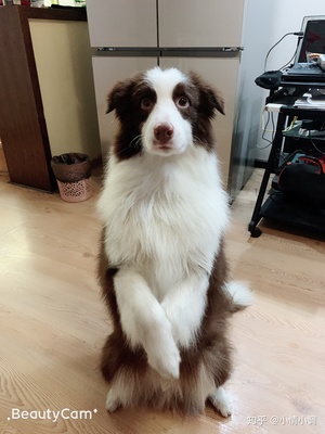 边牧几个月定型
