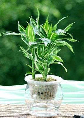 茵的寓意