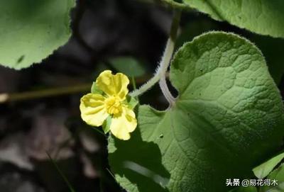 请问马蹄香怎么吃?云南人叫的狗牙花学名是什么?