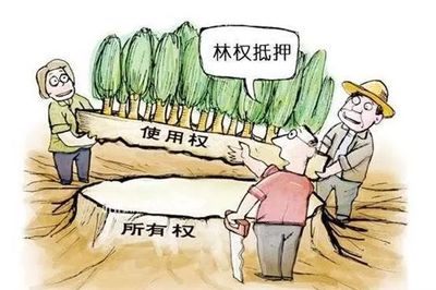 林权可以抵押贷款吗