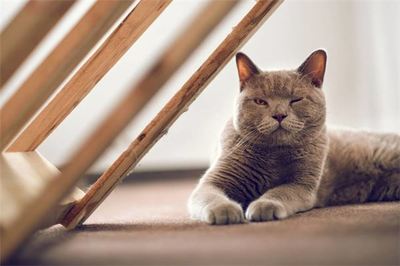 孕妇梦见养猫
