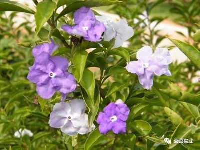 茉莉英文名