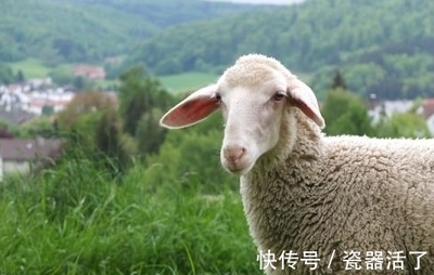属羊人今年运气如何