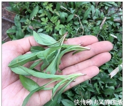 孕妇可以吃蚂蚱吗