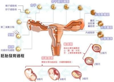 人流后多长时间可以怀孕