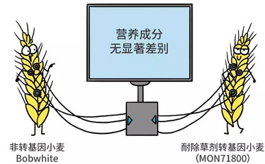 小麦大多是非转基因吗