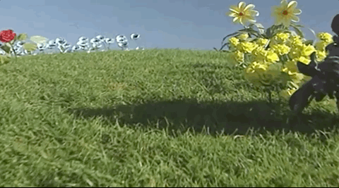 鲜花怎么做最干净视频