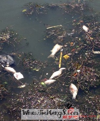 周公解梦梦见鱼死了