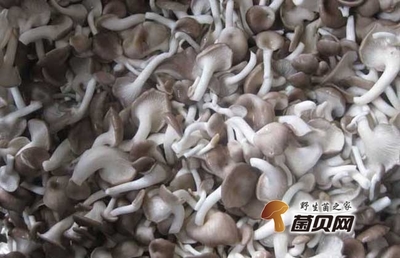 孕妇能吃平菇吗