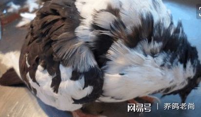 鸽子歪脖子怎么治疗