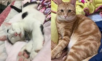 做梦打死猫是什么意思