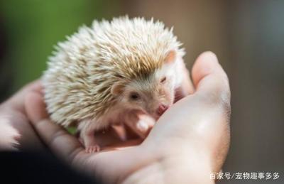 刺猬的外形怎么写