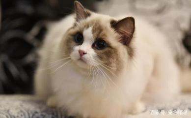 猫多久可以怀孕