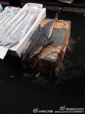 卖鲨鱼犯法吗