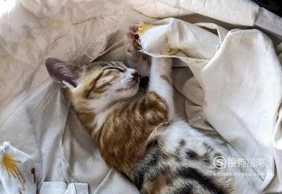 怎么抓小野猫