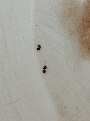 厨房有小虫怎么办