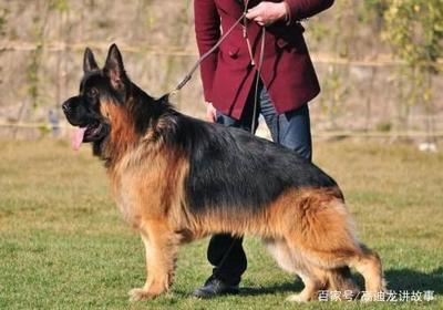 德国牧羊犬起名字大全