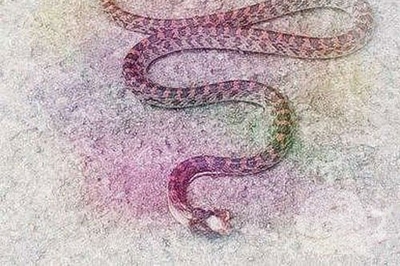 做梦梦到死蛇