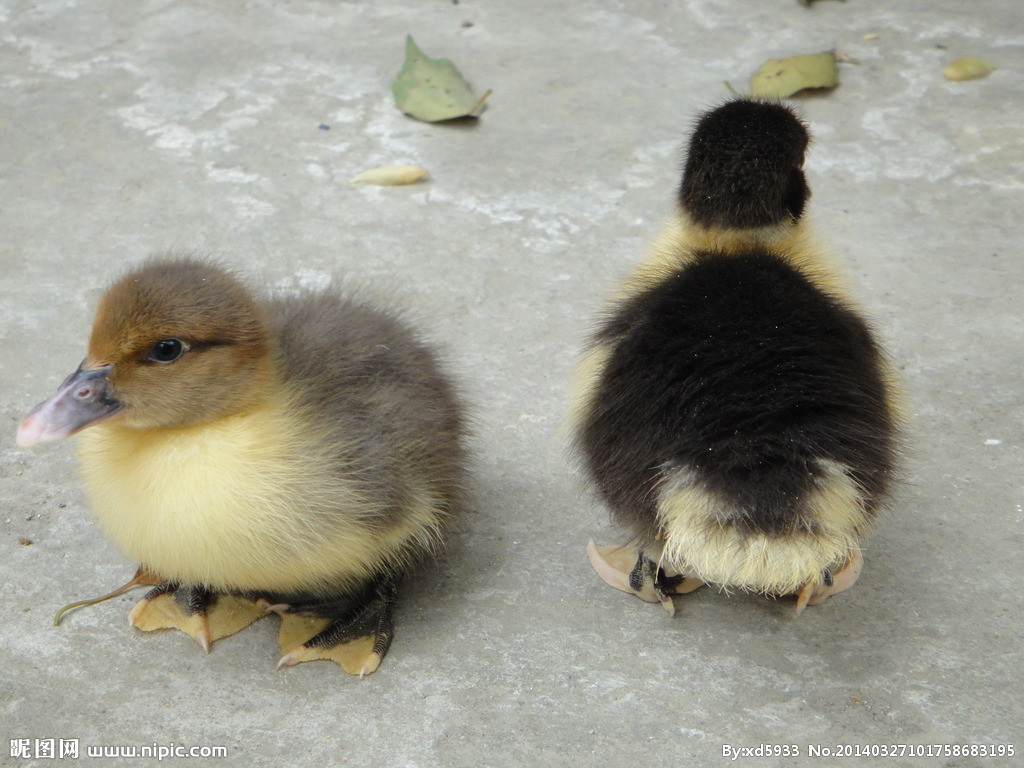 ducklings怎么读什么意思