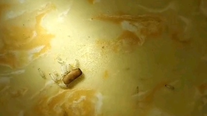 开水烫多久杀死蟑螂卵