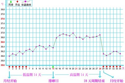 排卵期的推算