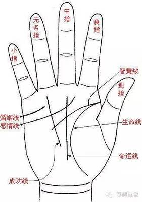 命运线止于智慧线
