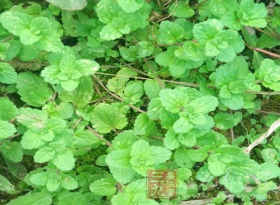 什么植物祛斑效果最好