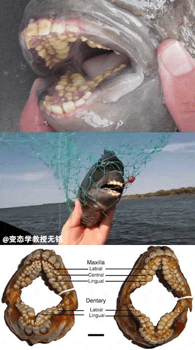 最锋利的牙齿
