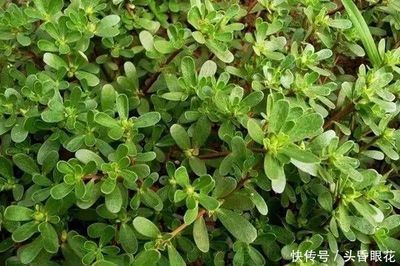 怀孕可以吃马齿苋吗