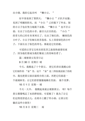 黄豆怎么发芽观察日记100字作文怎么写